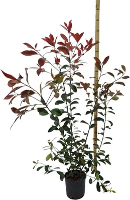 Photinia red robin co20 - afbeelding 1
