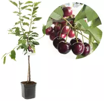 Prunus avium 'Regina' (Kers) fruitplant 160cm kopen?