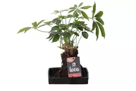 Schefflera op lava steen (Vingerboom) 30 cm kopen?