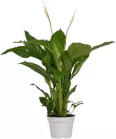 Spathiphyllum strauss (Lepelplant, Vaantjesplant) 50 cm kopen?