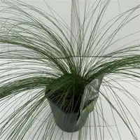 Stipa tenuifolia Ponytails (Vedergras) 25cm kopen?