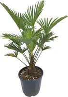 Trachycarpus wageriana (Winterharde palm) kopen?