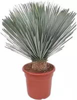 Yucca Rostrata (Palmlelie) 110cm kopen?