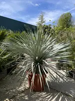 Yucca Rostrata (Palmlelie) 130cm kopen?