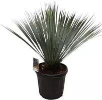Yucca rostrata (Palmlelie) 70 cm kopen?