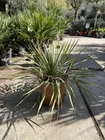 Yucca Rostrata (Palmlelie) kopen?
