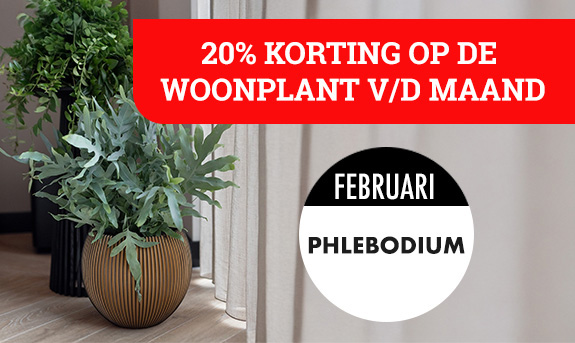 20% korting op de woonplant van de maand