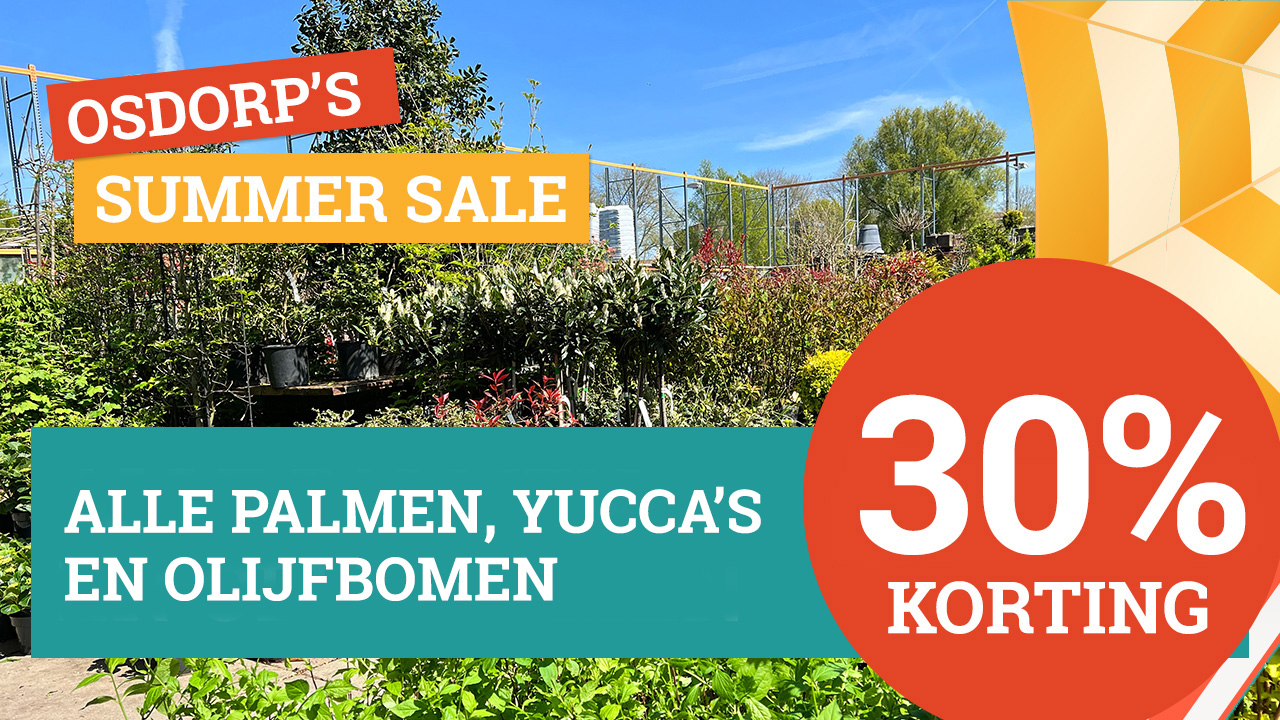 Palmen, Yucca's en olijfbomen 30% korting