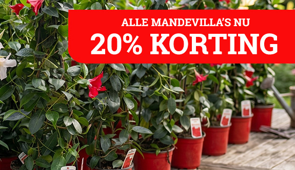 20% korting op mandevilla's