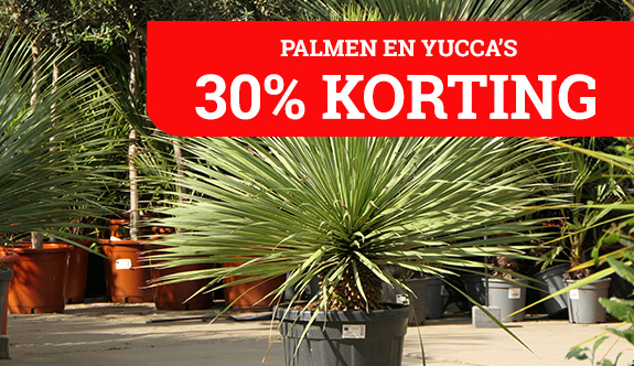 30% korting op Yuccas en palmen