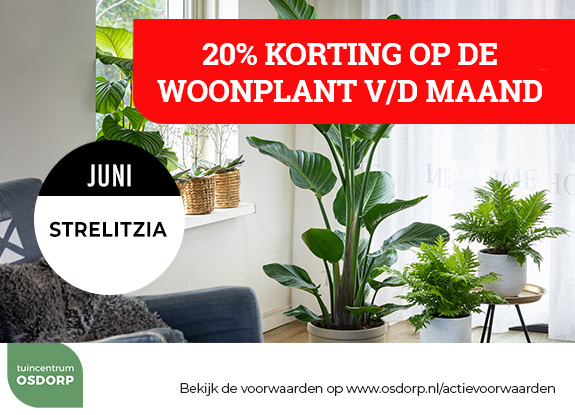20% korting op de woonplant van de maand