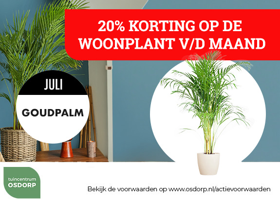 20% korting op de woonplant van de maand