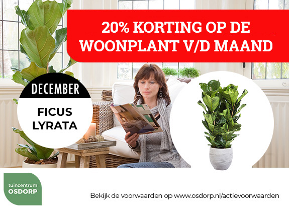 20% korting op de woonplant van de maand