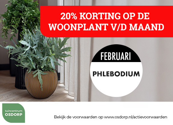 20% korting op de woonplant van de maand
