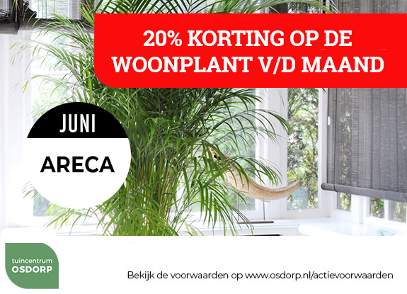 20% korting op de woonplant van de maand