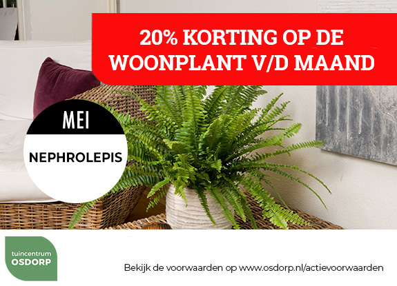 20% korting op de woonplant van de maand
