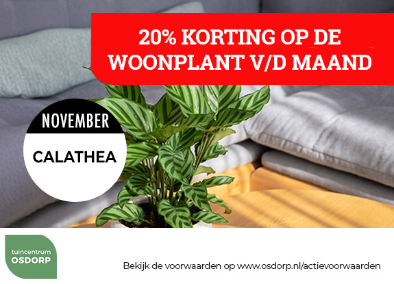 20% korting op de woonplant van de maand