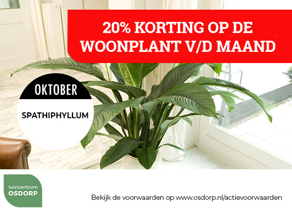 20% korting op de woonplant van de maand