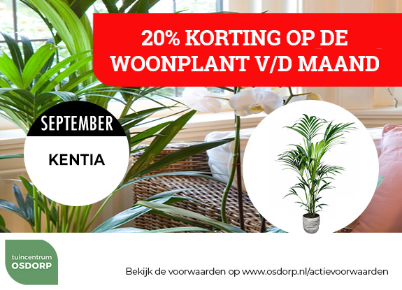 20% korting op de woonplant van de maand