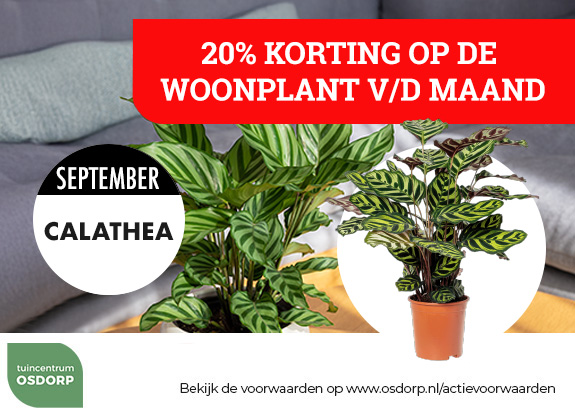 20% korting op de woonplant van de maand