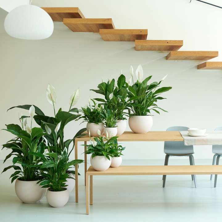 lepelplant