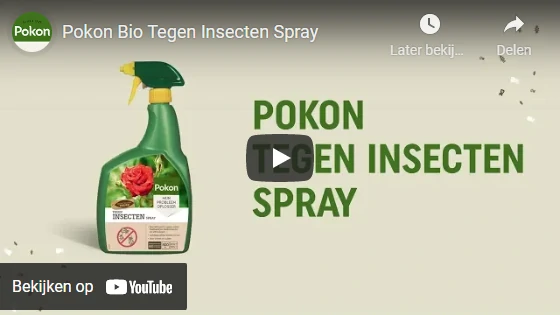 Bestrijd bladluis met anti-insecten spray.