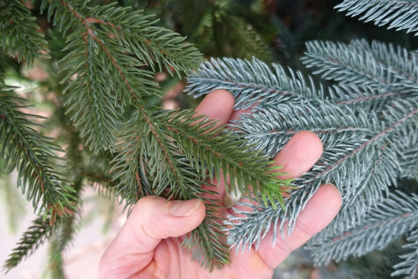 Black Box Frasier als blauwspar (Picea pungens) of Servische spar (Picea omorika)