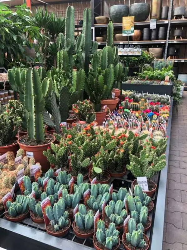 Cactussen en vetplanten bij tuincentrum Osdorp