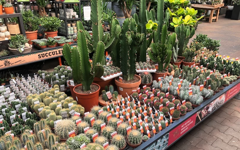 Cactussen en vetplanten kopen bij tuincentrum Osdorp in Amsterdam