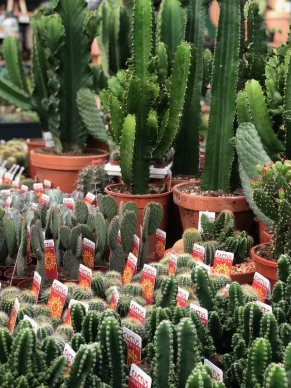 Cactussen en vetplanten tuincentrum Osdorp