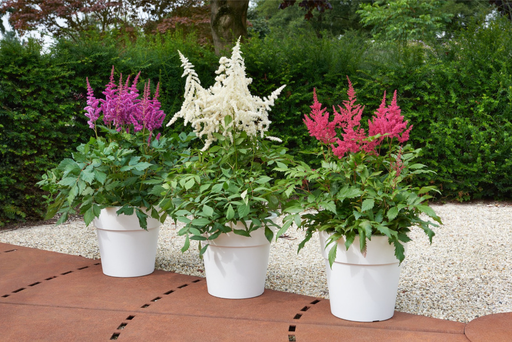 De Astilbe doet het goed in een schaduwtuin