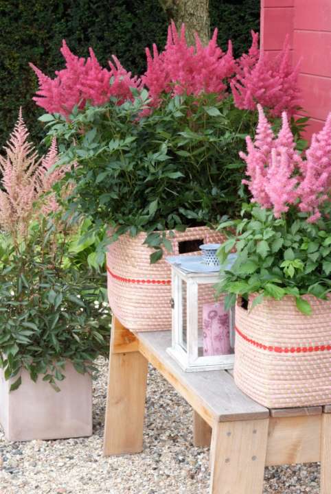 De Astilbe is perfect voor een schaduwbalkon