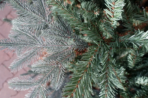 Net echt die Black Box Frasier kunstkerstboom
