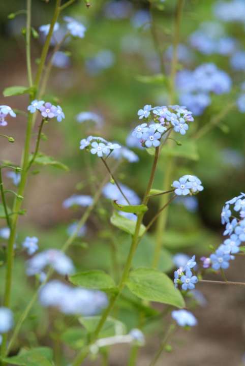 De Brunnera Macrophylla doet het goed in een schaduwtuin