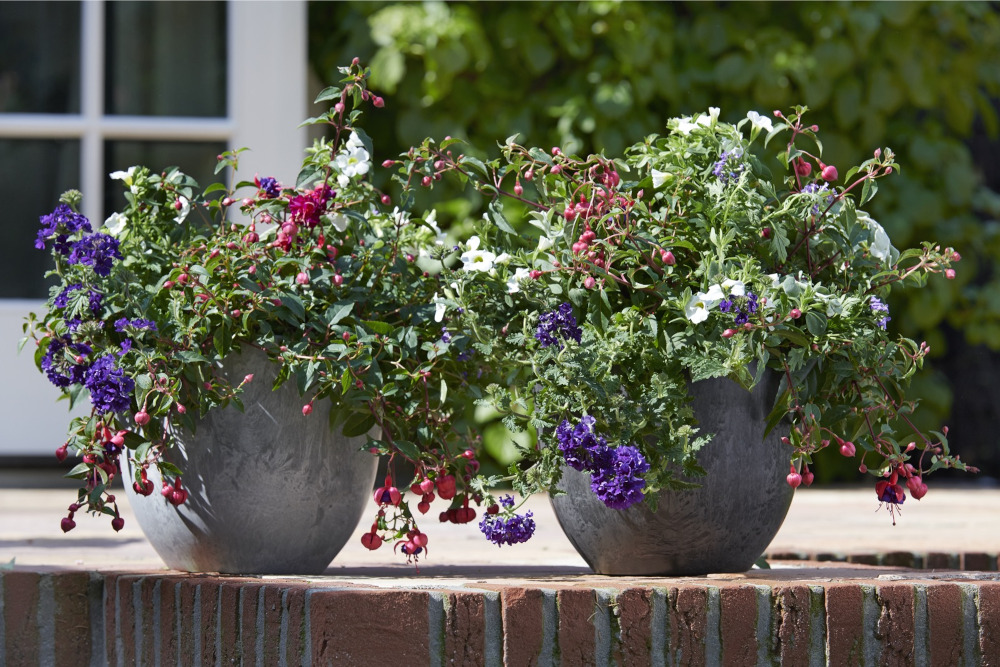 koud voorjaar hardware Dit zijn de beste planten voor een schaduwrijk balkon!