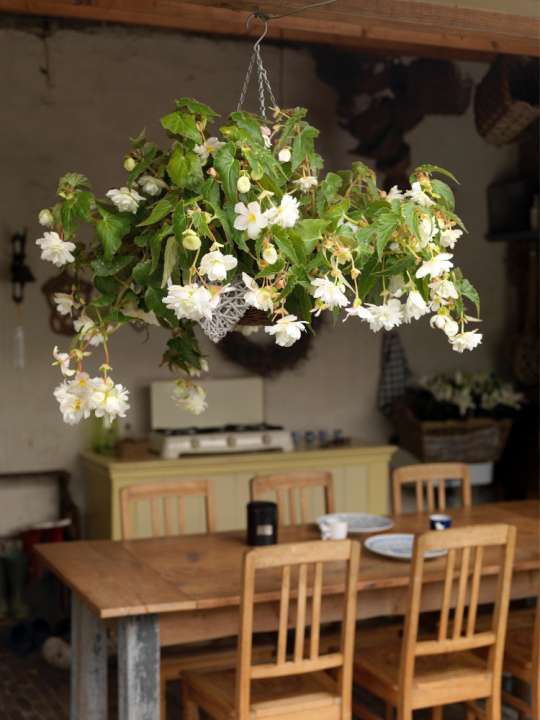 De Begonia is ideaal voor een schaduwrijk balkon