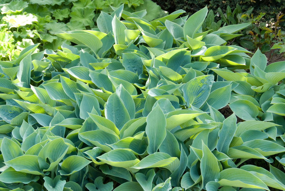 De Hosta doet het goed in een schaduwtuin