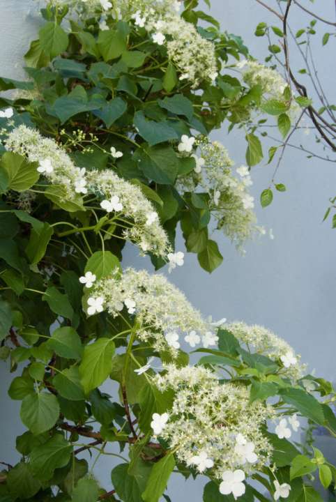 Kies een klimhortensia voor je schaduwbalkon