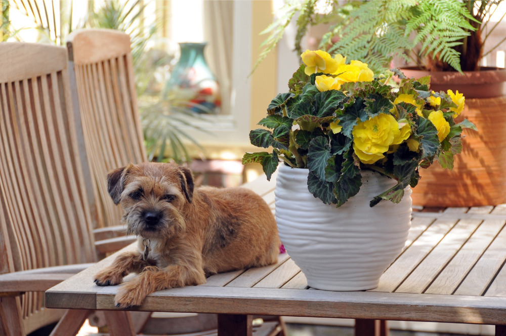 De knolbegonia voegt kleur toe aan je schaduwbalkon