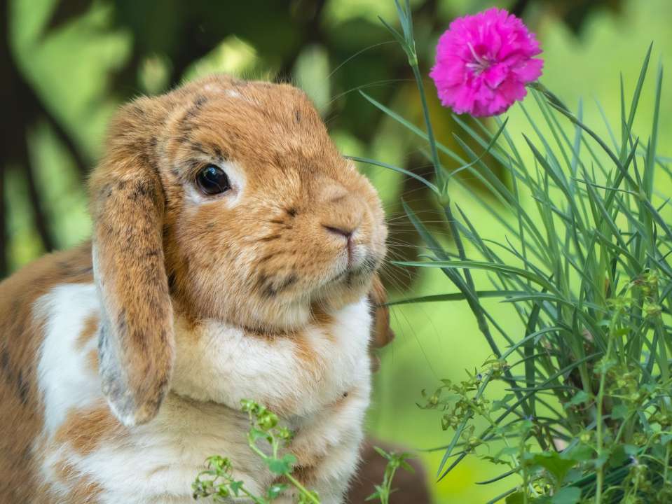 4 oktober dierendag