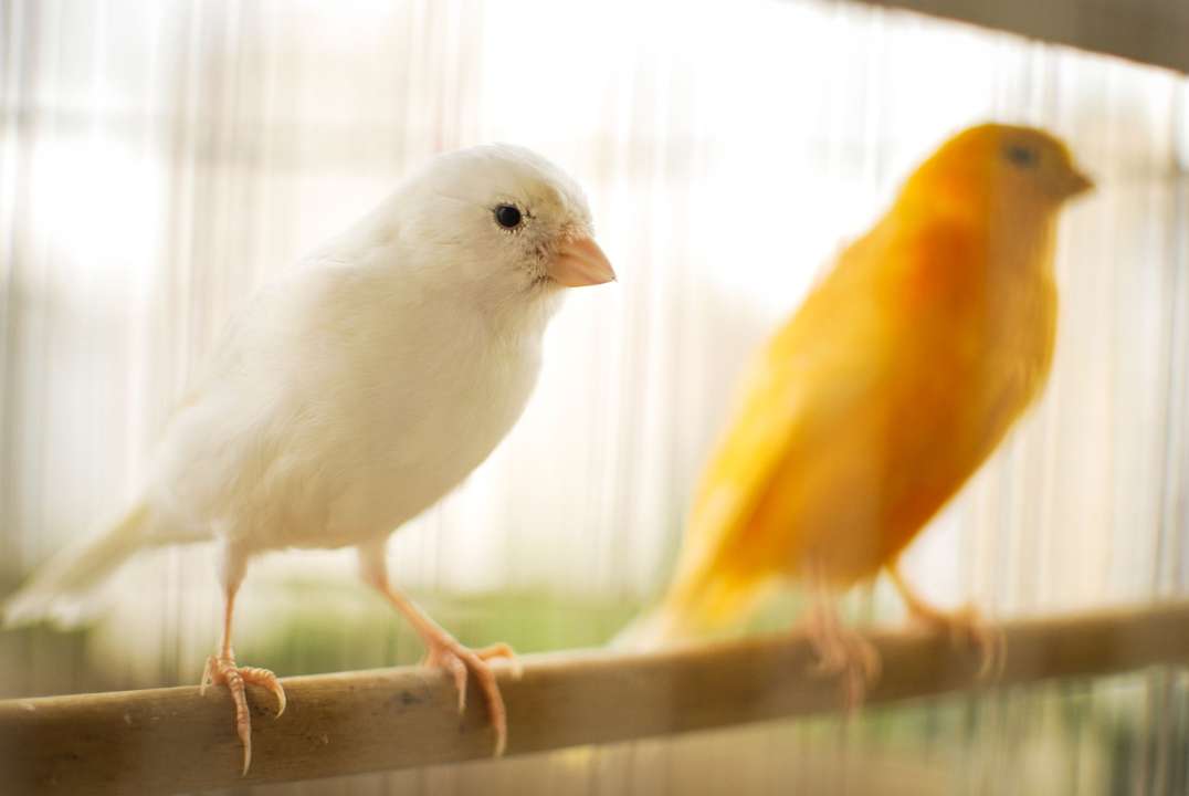 4 oktober dierendag