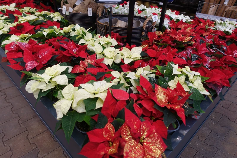 Kerstster kamerplant bij tuincentrum Osdorp in Amsterdam