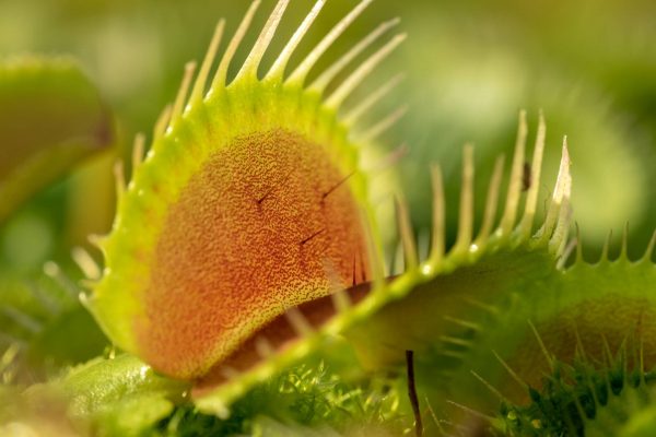 De venus vliegenvanger is de bekendste vleesetende plant