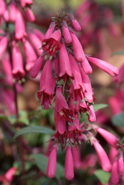 Fuchsia's doen het goed in de schaduwtuin