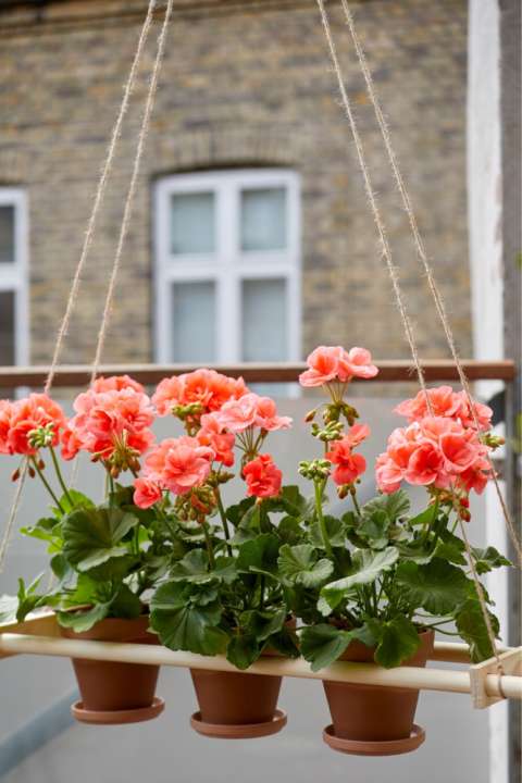 Geraniums kunnen in de volle zon op het balkon.