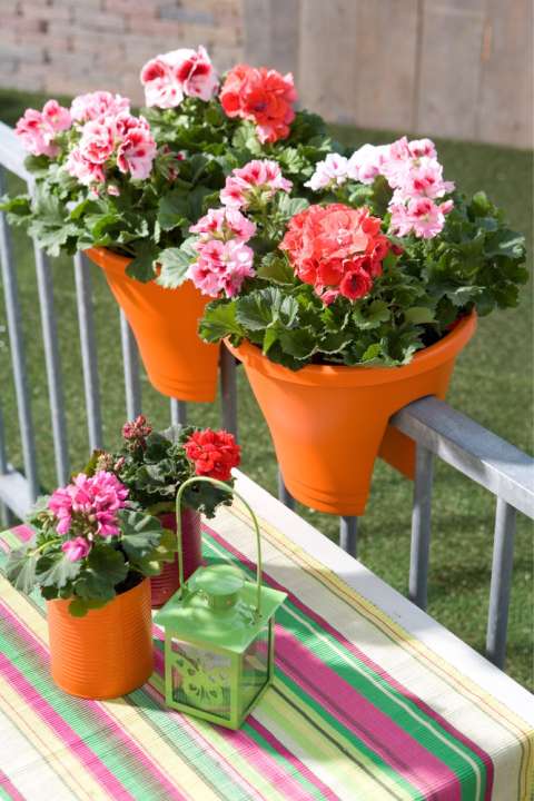 Geraniums kunnen op een zonnig balkon