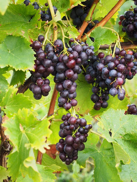 Klimplant op je balkon of terras? Druif (Vitis) 