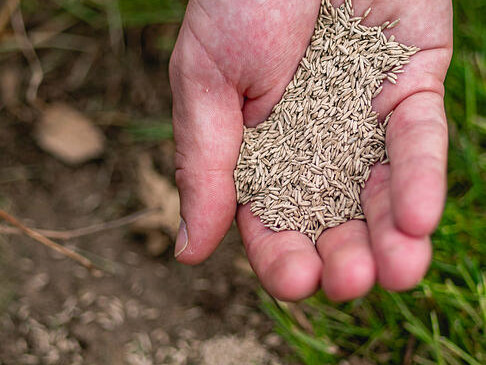Gebruik graszaad om kale plekken te herstellen