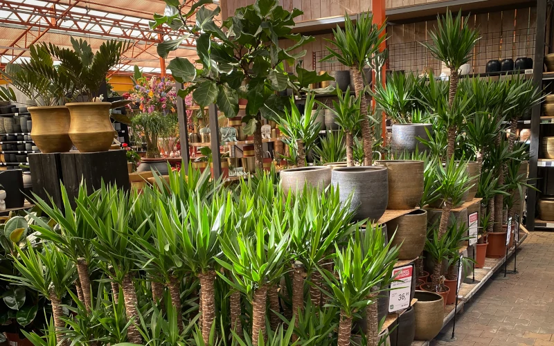 Grote groene kamerplanten koop je veilig online