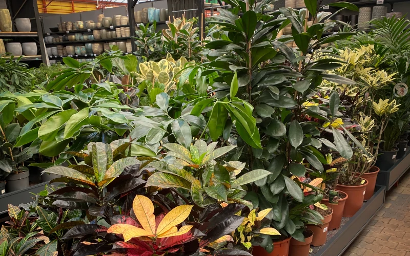 Grote groene kamerplanten tuincentrum Osdorp Amsterdam